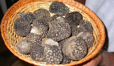 Truffels Piemonte