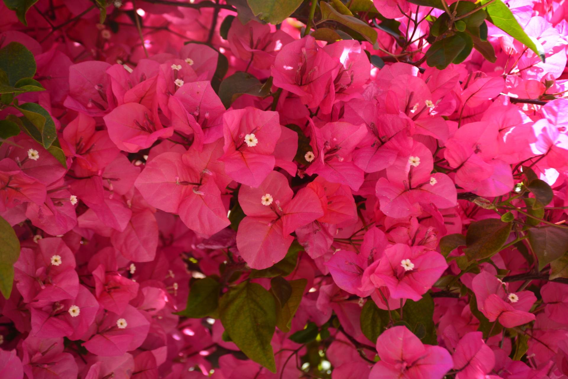 Bougainvillea Ligurië