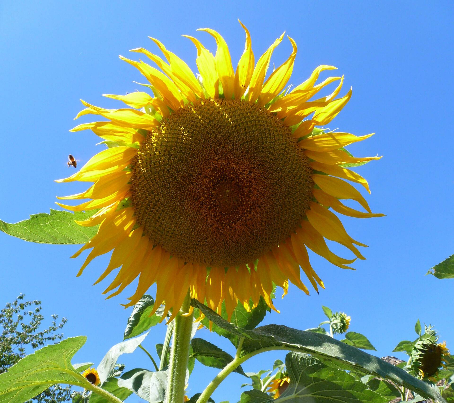 Zonnebloem vakantiewoning