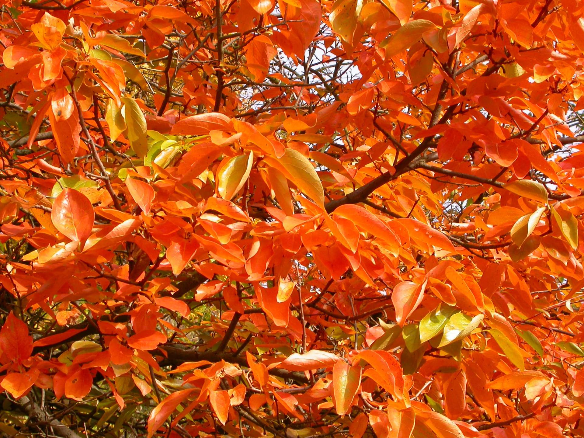 Herfst vakantiehuis met zwembad