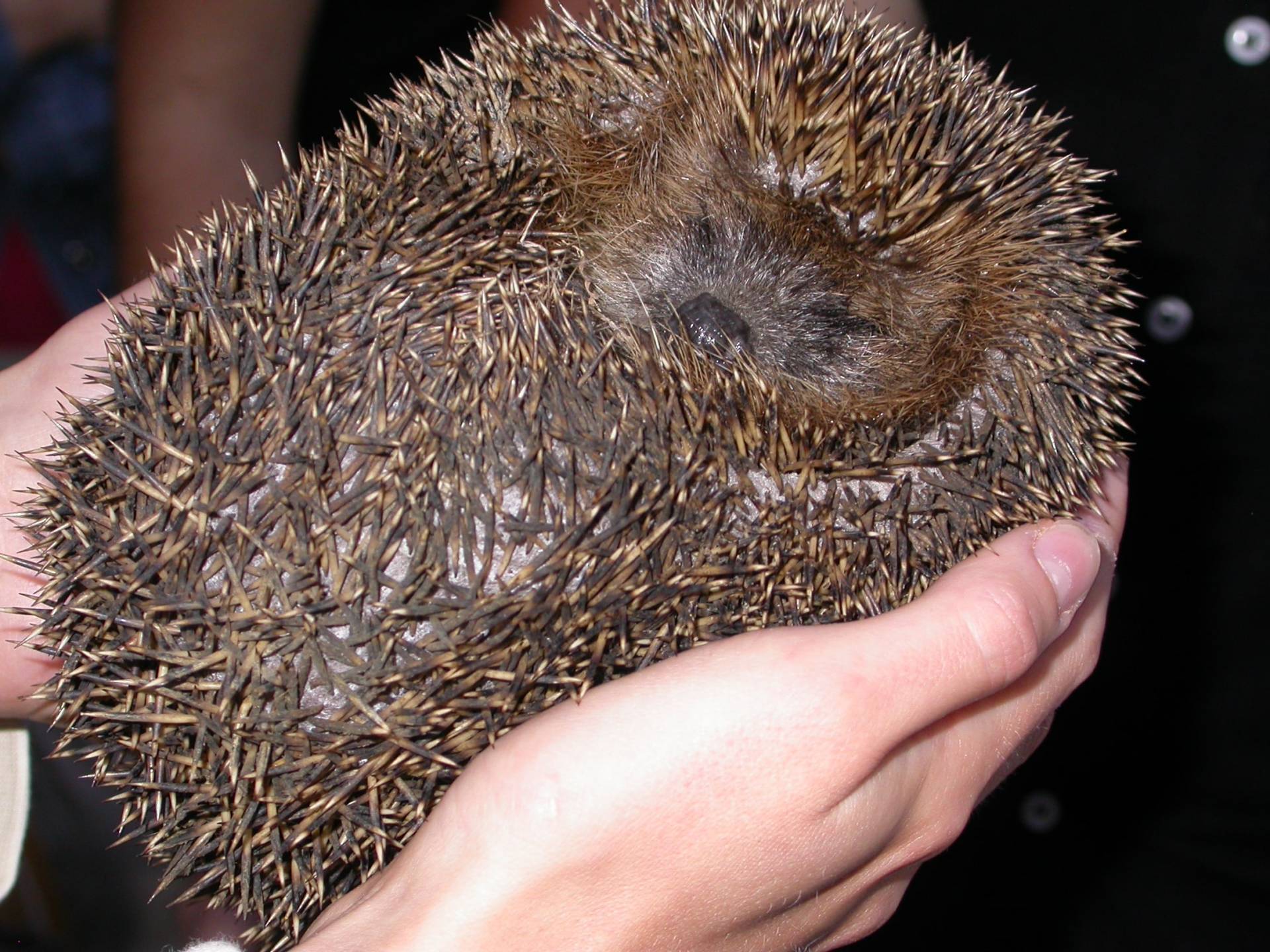 Egel vakantiehuis Ligurië